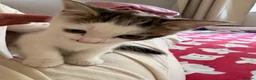 Mixed Breed cats for sale: Female cats  - Advert 5