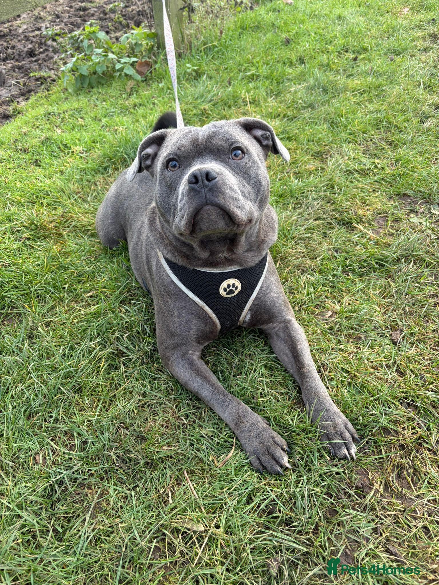 Staffordshire Bull Terrier dogs Lovely boy (see description) - Advert 1