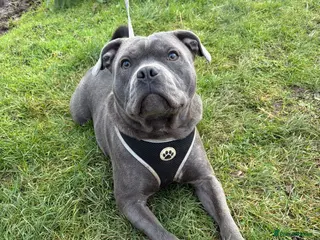 Staffordshire Bull Terrier dogs Lovely boy (see description) - Advert 1