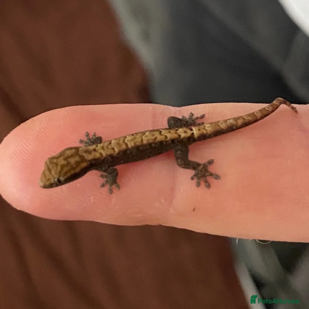 Gecko reptiles for sale: Mourning Geckos  in Stoke-on-Trent - Advert 4