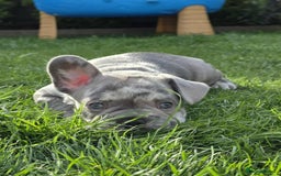 French Bulldog dogs for sale: French bulldog  - Image 6