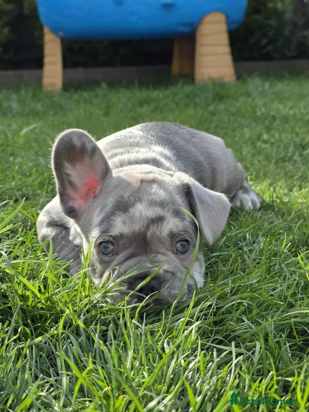 French Bulldog dogs for sale: French bulldog  - Image 6