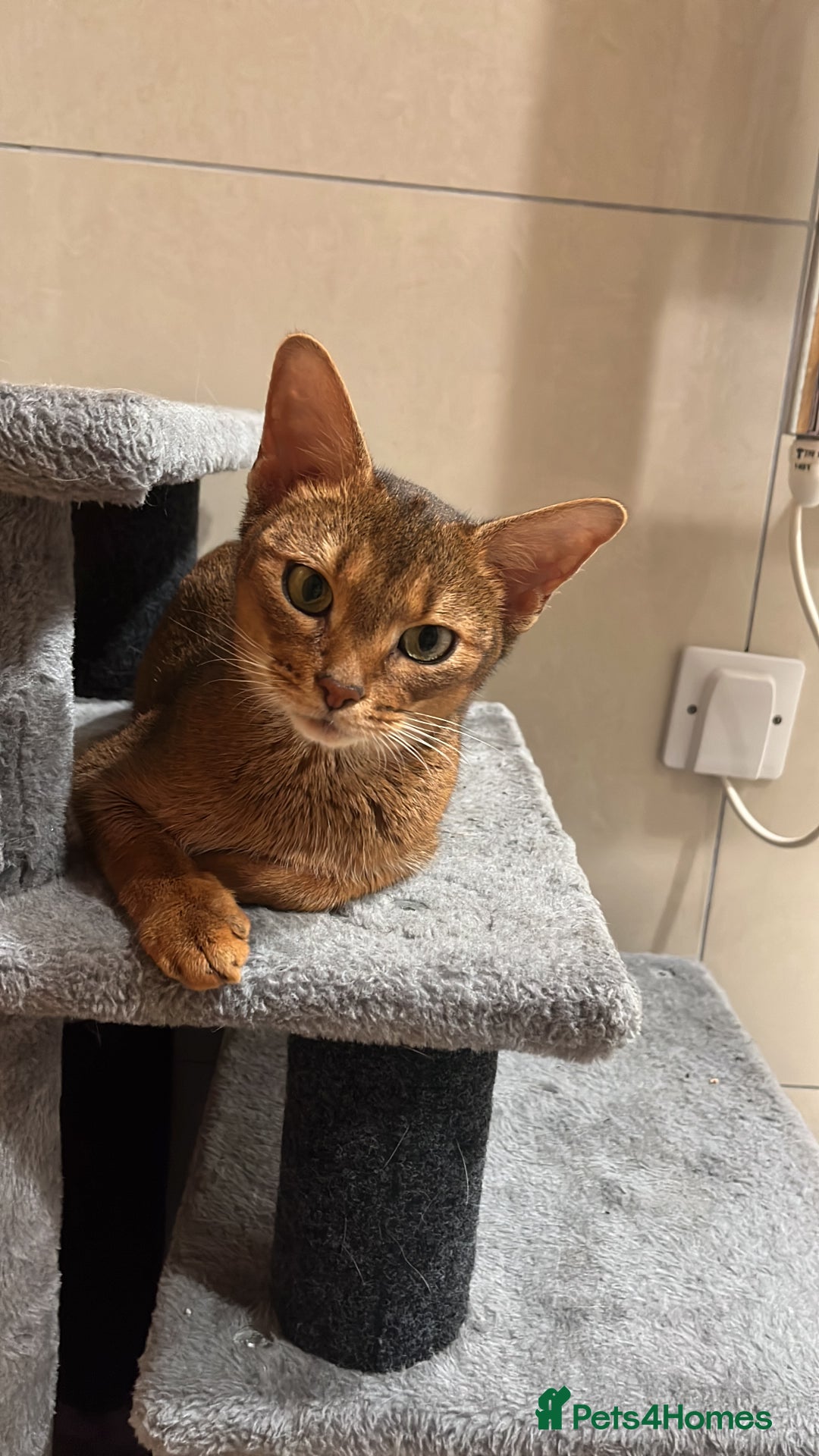 Abyssinian cats for sale: Pedigree TICA registered Beautiful Abyssinian - Advert 14