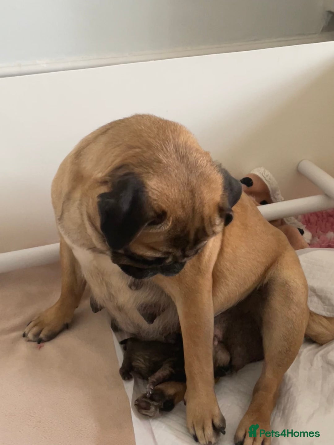 Pug dogs for sale:  Deep apricot multi champion pedigree pug puppies  in Bolton - Image 27