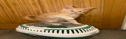 Maine Coon cats for sale: GCCF and TICA  Main Coone Kittens  - Advert 1