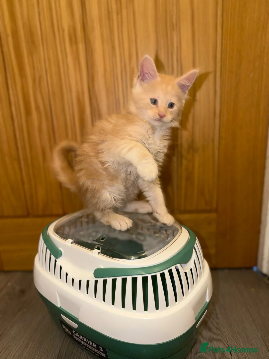 Maine Coon cats for sale: GCCF and TICA  Main Coone Kittens  - Advert 1