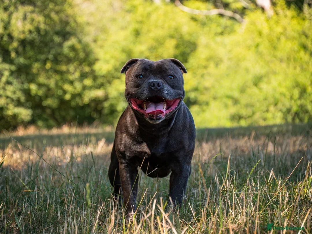 Staffordshire Bull Terrier dogs for sale: KC Brindle Staffordshire Bull Terrier Puppies - Advert 1