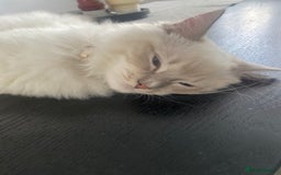Ragdoll cats for sale: Handsome Ragdoll boy - Image 5