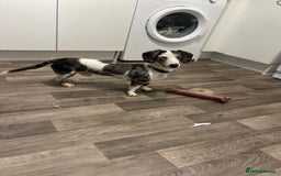 Miniature Dachshund dogs for sale: Miniature Dachshund for Sale  - Image 1