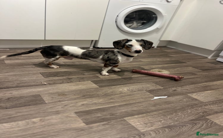 Miniature Dachshund dogs - Advert 12