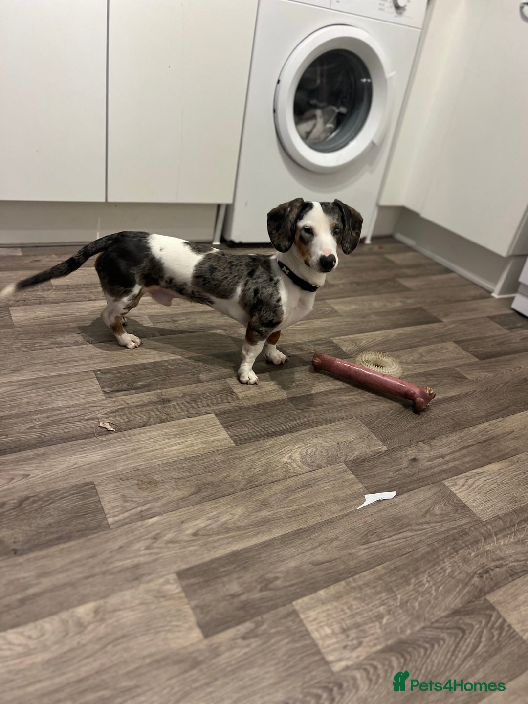 Miniature Dachshund dogs for sale: Miniature Dachshund for Sale  - Image 1