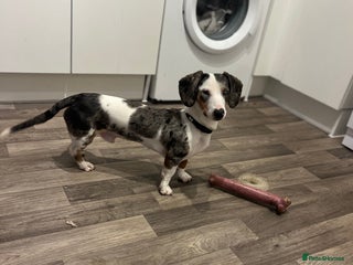 Miniature Dachshund dogs for sale - Advert 1