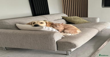 Golden Retriever dogs - Advert 8