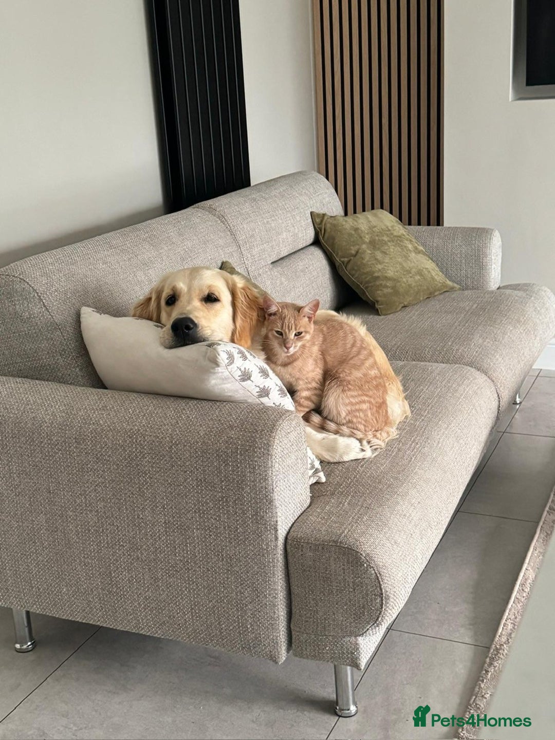 Golden Retriever dogs for sale: Exceptional Litter of Golden Retriever Puppies  - Image 3