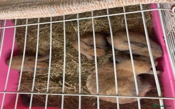 Mini Lop rabbits for sale: Pure bred mini lop rabbits - Image 2