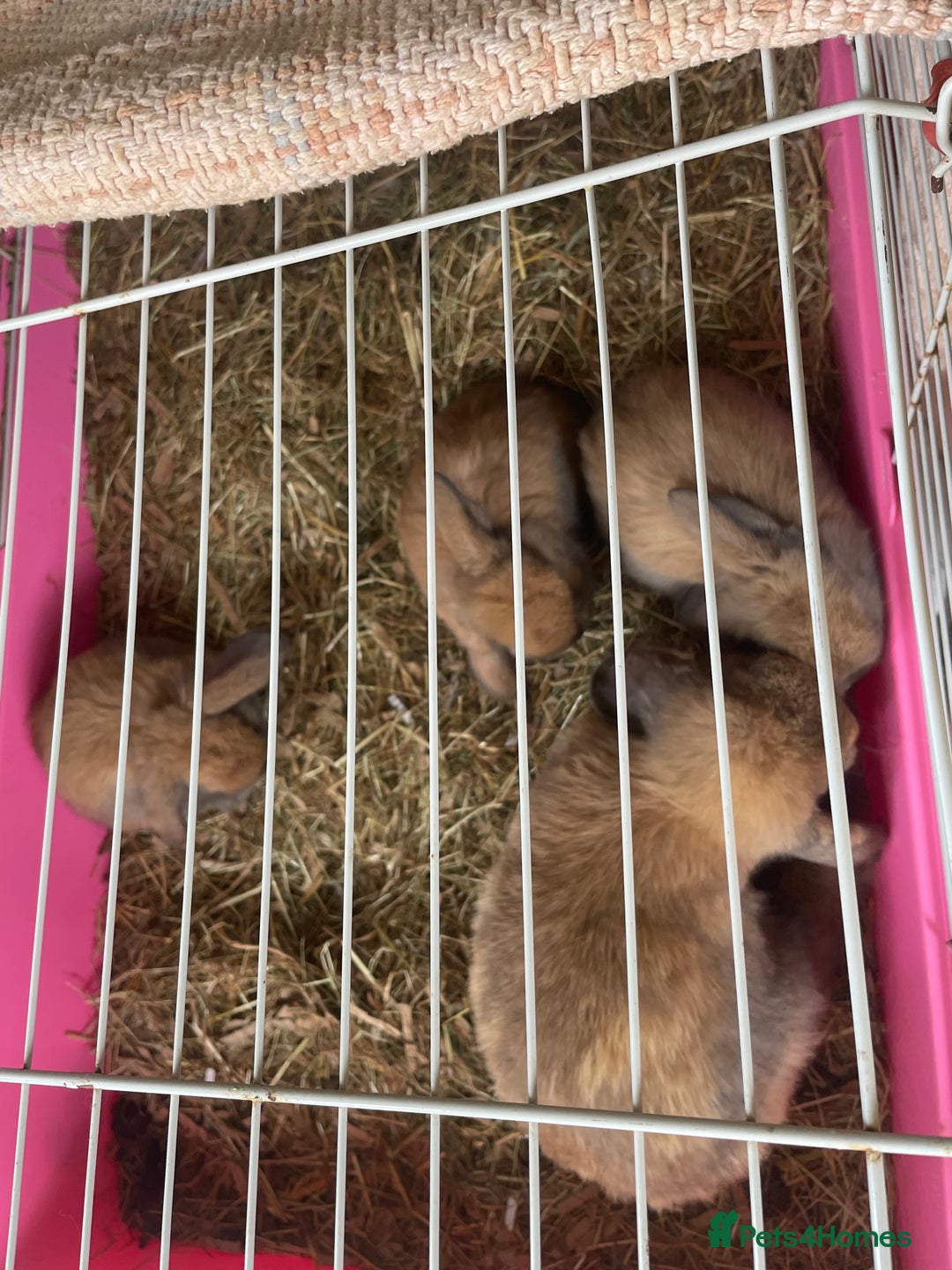 Mini Lop rabbits for sale: Pure bred mini lop rabbits - Image 2