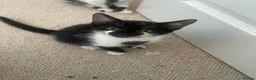Mixed Breed cats for sale: Kittens for sale  in Swindon - Advert 6