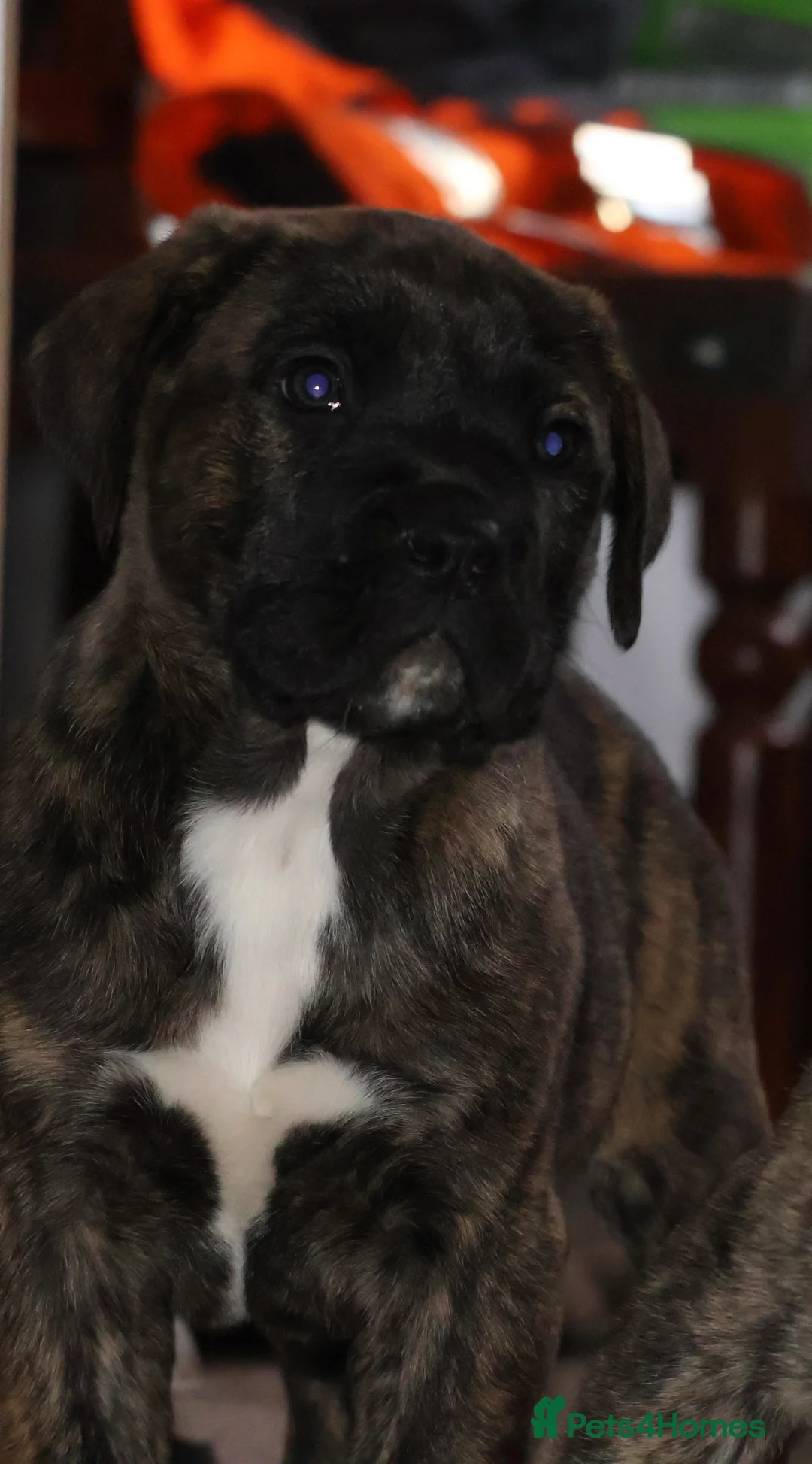 Presa Canario dogs for sale: Presa Canario puppies - Advert 8