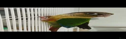 Conures birds for sale: Pineapple and green cheeked conures for Sale  in Coventry - Advert 2