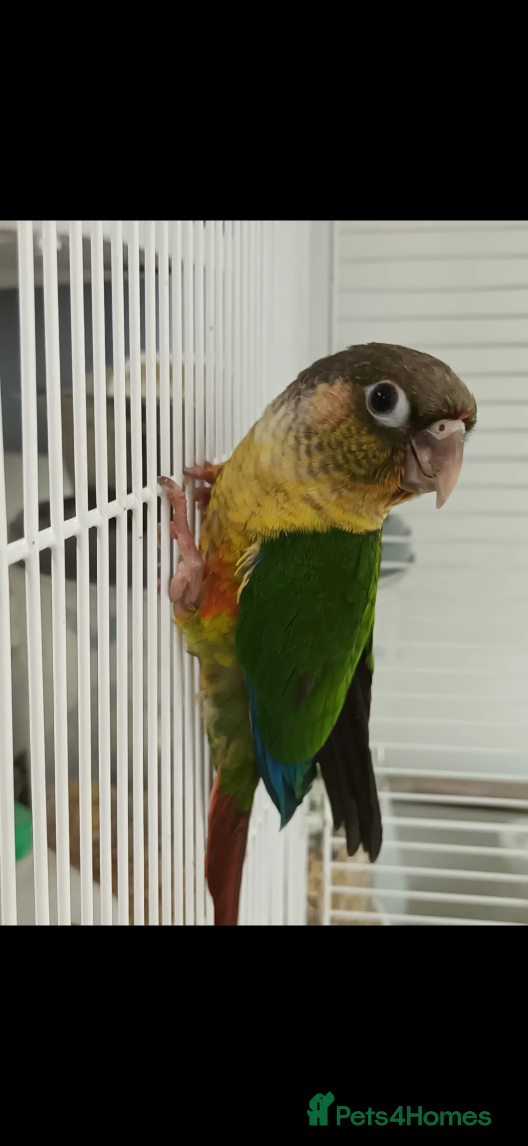 Conures birds for sale: Pineapple and green cheeked conures for Sale  in Coventry - Advert 2