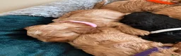 Cockapoo dogs for sale: Toy cockapoo puppies (golden) (tri) super cute - Advert 22