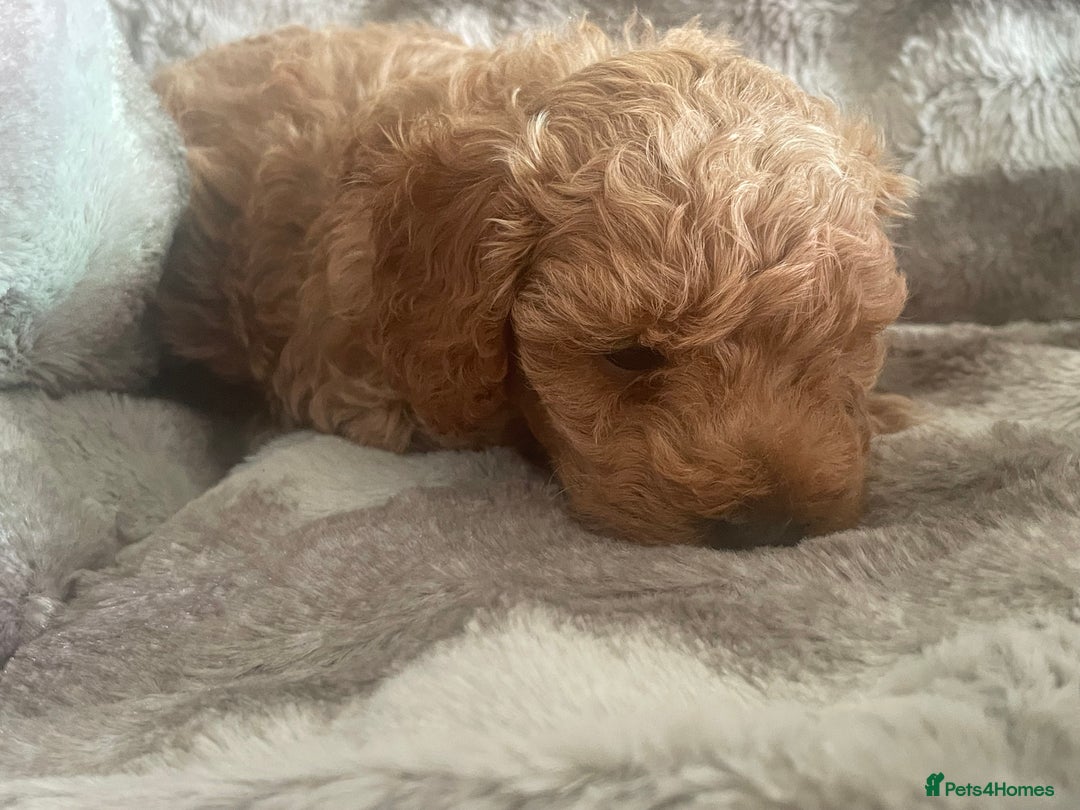 Toy Poodle dogs for sale: Toy poodle puppies  - Advert 30