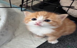 Mixed Breed cats for sale: Four beautiful mixed breed kittens - Image 2