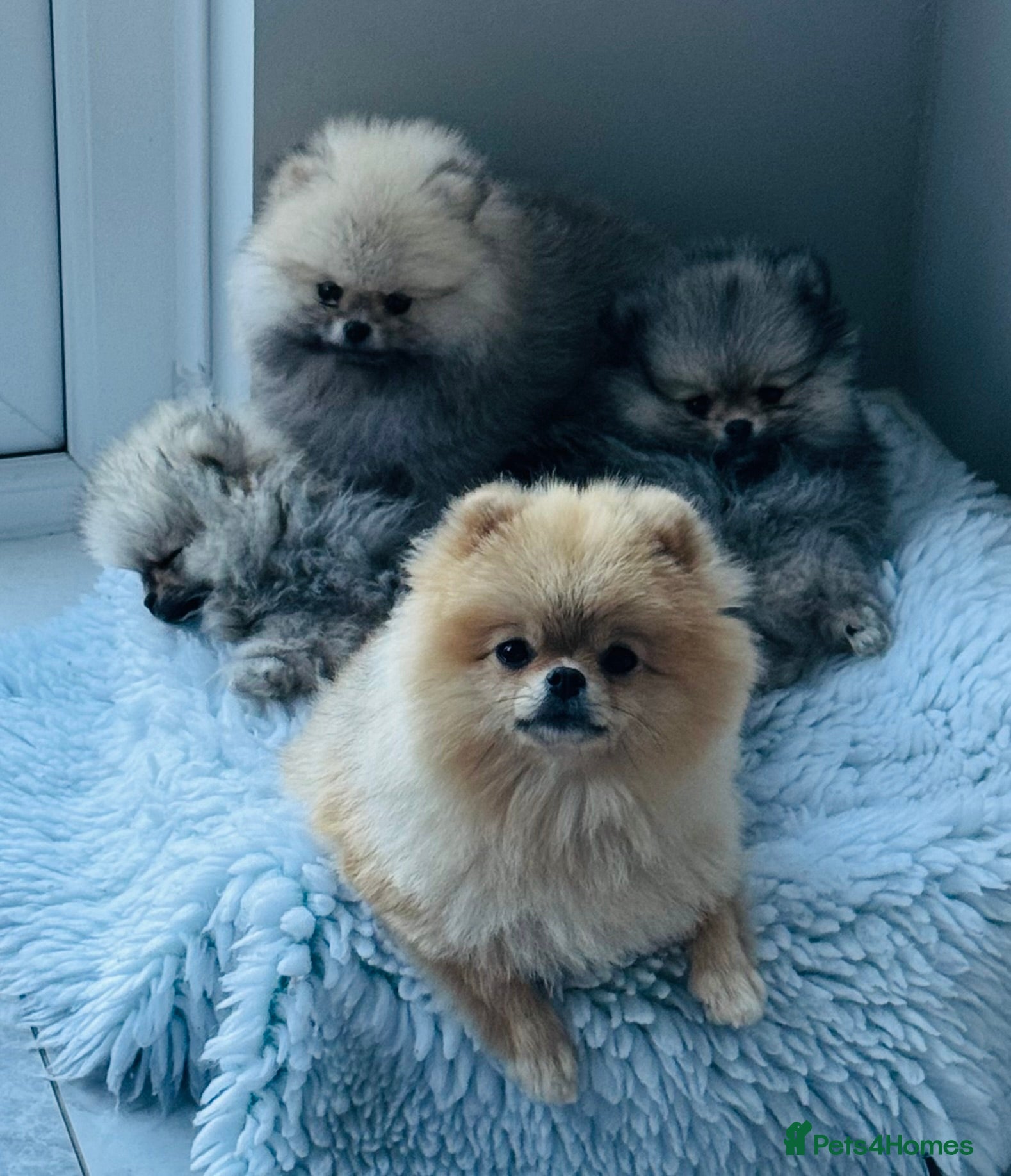 Pomeranian dogs TINY Champion Lines Teddy Faced TRUE Pomeranians  - Advert 9