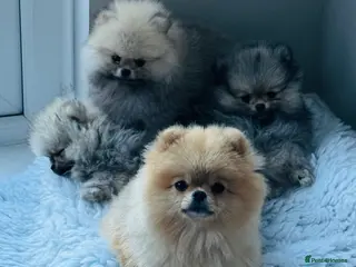 Pomeranian dogs TINY Champion Lines Teddy Faced TRUE Pomeranians - Advert 9