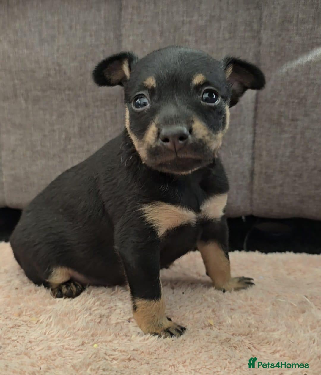 Russian Toy Terrier dogs Rare black russian toy. - Advert 9