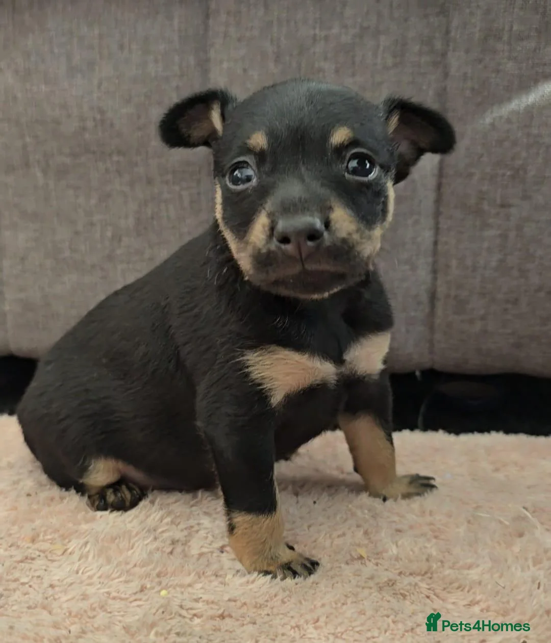 Russian Toy Terrier dogs for sale: Rare black russian toy. - Advert 1