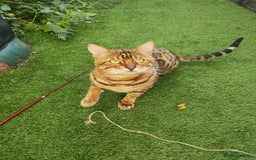 Bengal cats for sale: 🔥 Beautiful Boy Bengal Cat for Sale! 🔥 Plus 3 😺 - Image 2