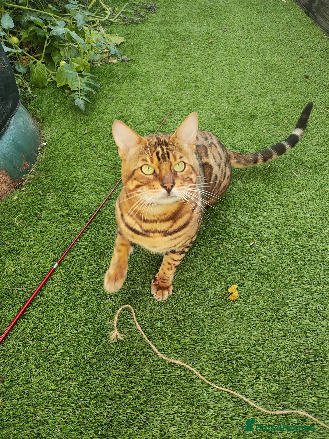 Bengal cats for sale: 🔥 Beautiful Boy Bengal Cat for Sale! 🔥 Plus 3 😺 - Image 2
