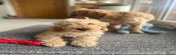 Labradoodle dogs for sale: Multigen mini labradoodles health tested parents - Advert 3