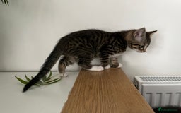 Mixed Breed cats for sale: Two lovely female kittens  - Image 3