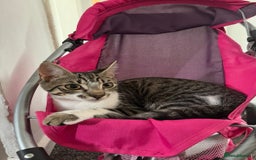 Mixed Breed cats for sale: Elsa and Arlo - Image 6