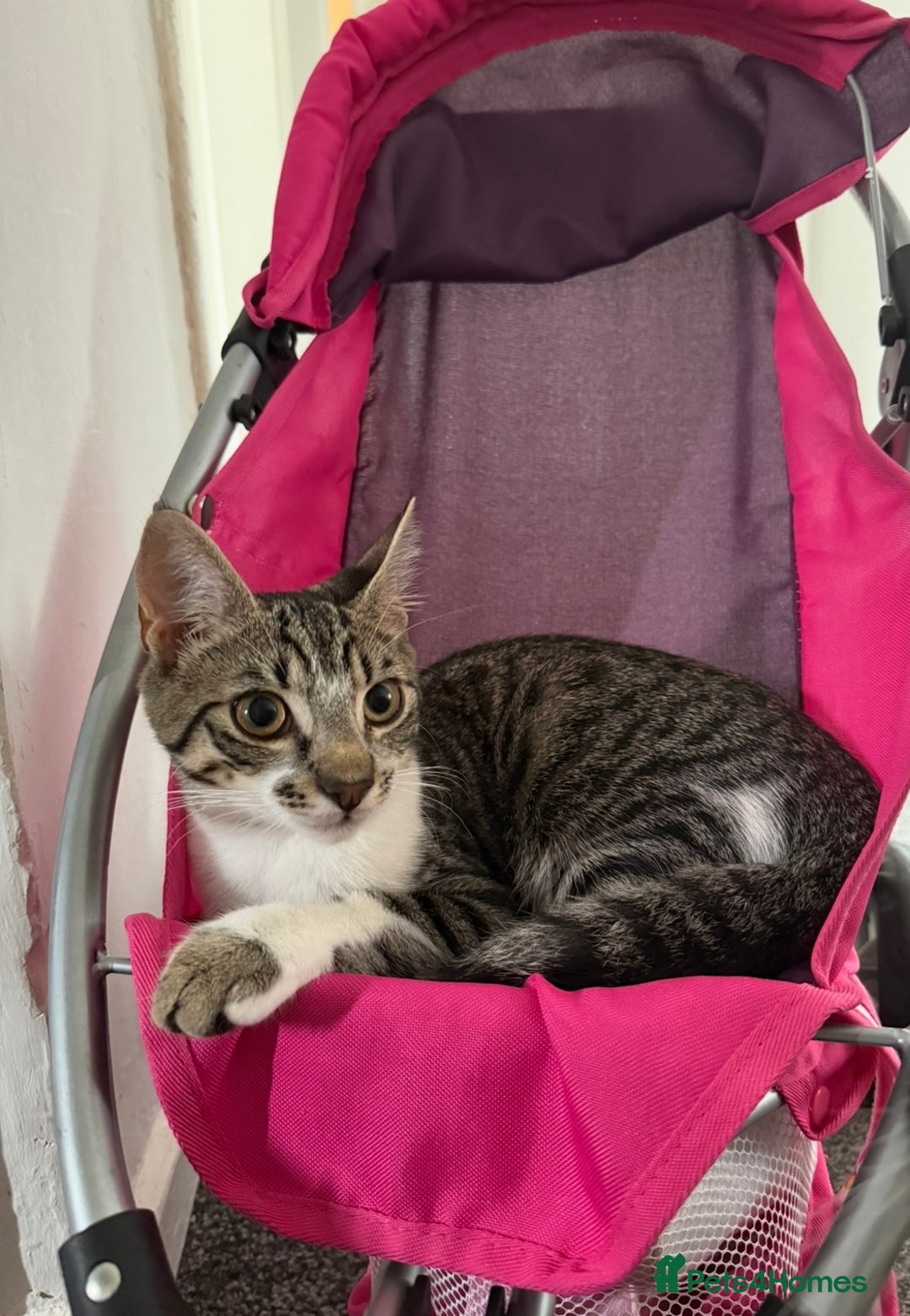 Mixed Breed cats for sale: Elsa and Arlo - Image 6