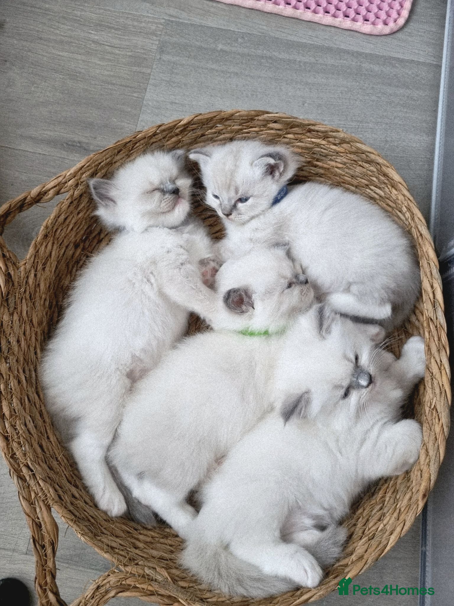 Ragdoll cats Ragdoll kittens DNA tested  - Advert 11