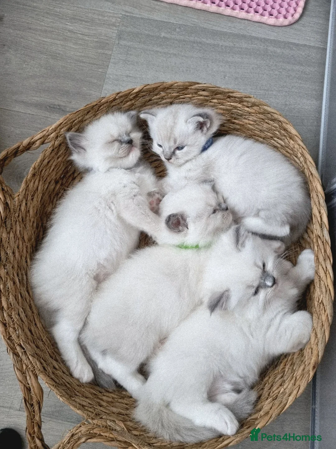 Ragdoll cats for sale: Ragdoll kittens DNA tested  - Advert 1