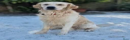 Golden Retriever dogs for stud: RKC Kensesqui Karamel Sutra - Advert 4