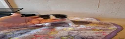 Mixed Breed cats for sale: 4 Black and White Kittens - Advert 3