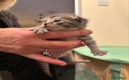 Mixed Breed cats for sale: Devon Rex x Bengal cross kittens  - Advert 7