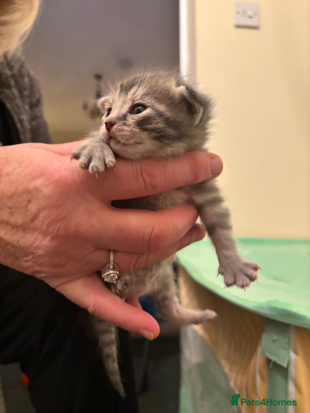 Mixed Breed cats for sale: Devon Rex x Bengal cross kittens  - Advert 7