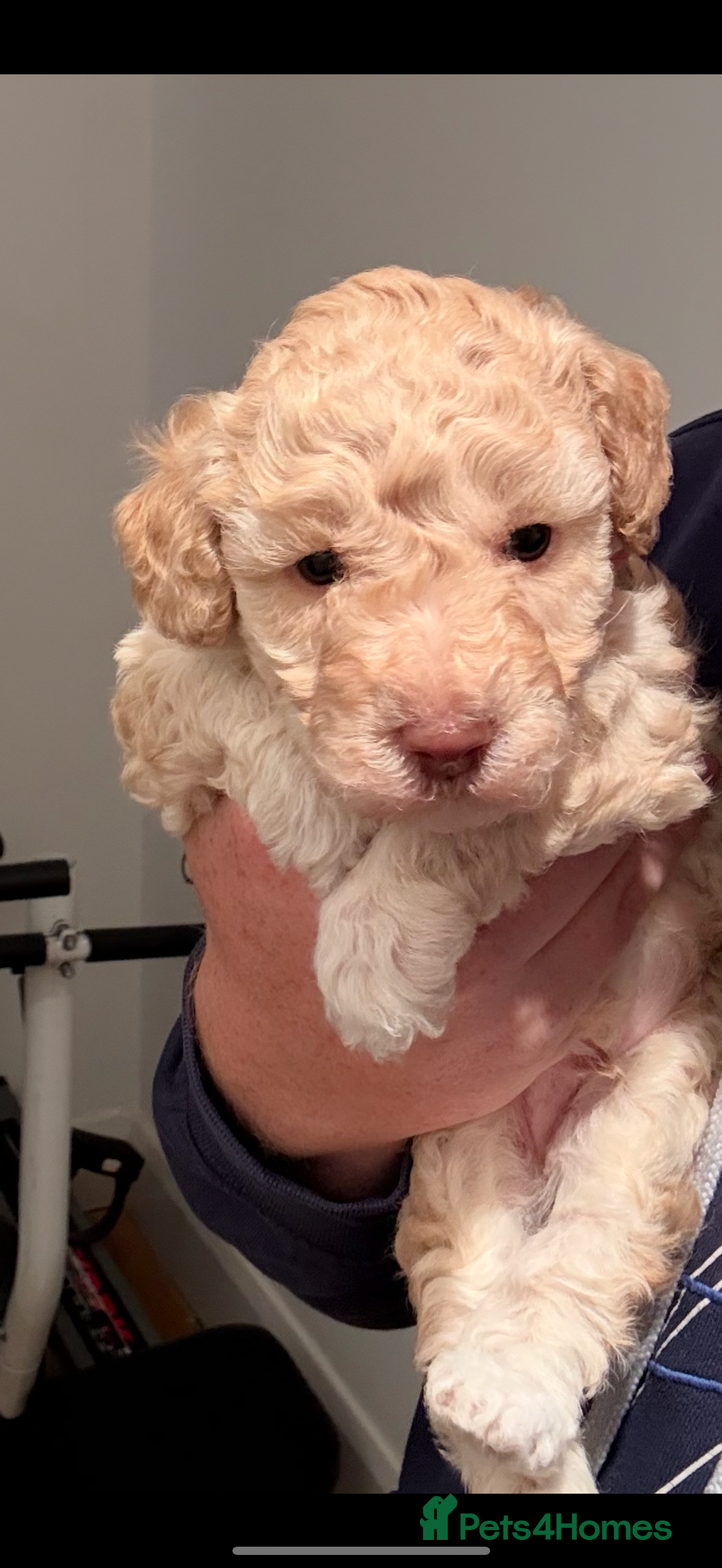 Toy Poodle dogs for stud: Apricot toy poodle, kc reg  - Image 2
