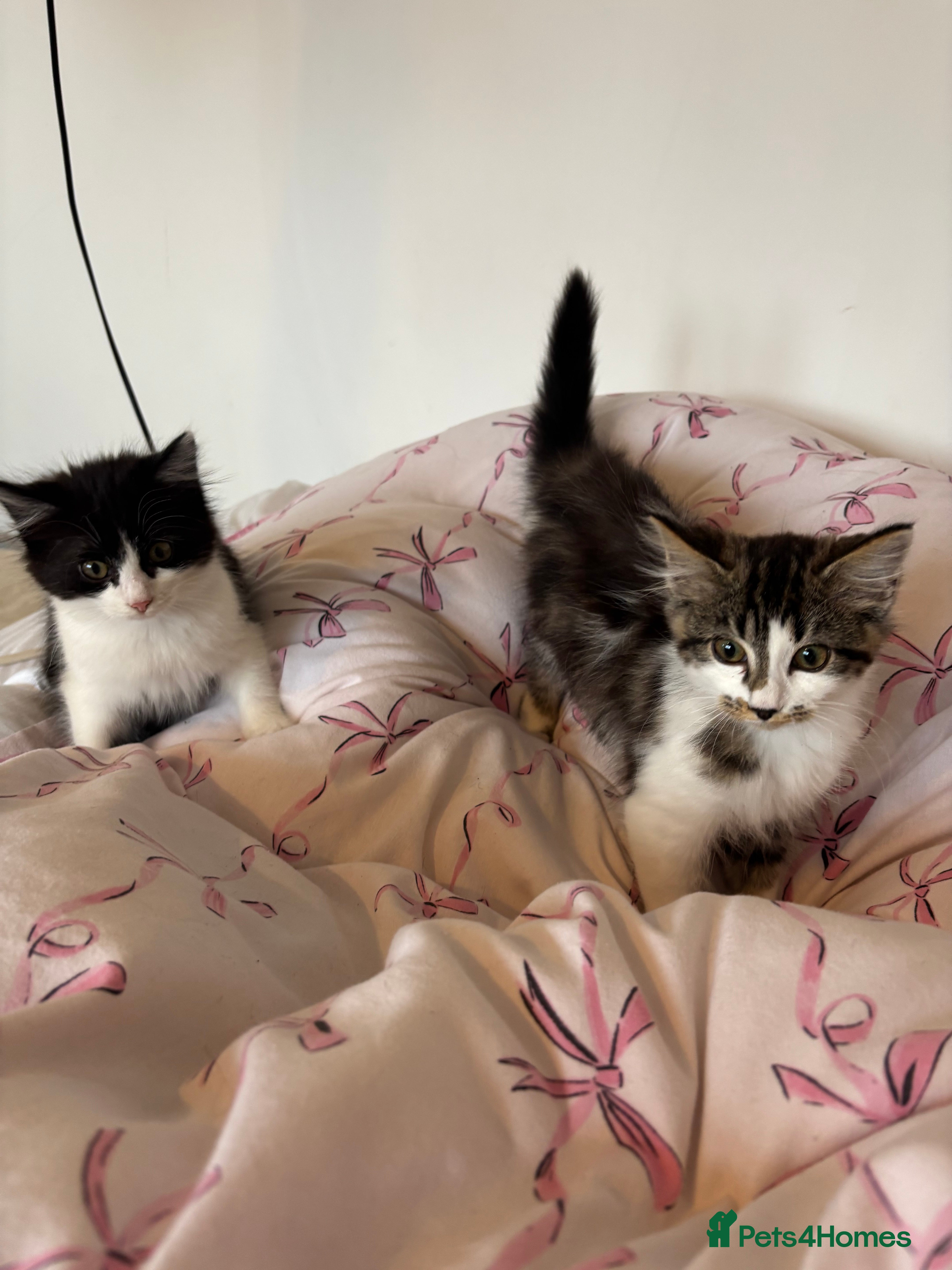 Domestic Shorthair cats Kittens looking for forever home - Advert 2
