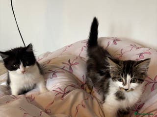 Domestic Shorthair cats Kittens looking for forever home - Advert 2