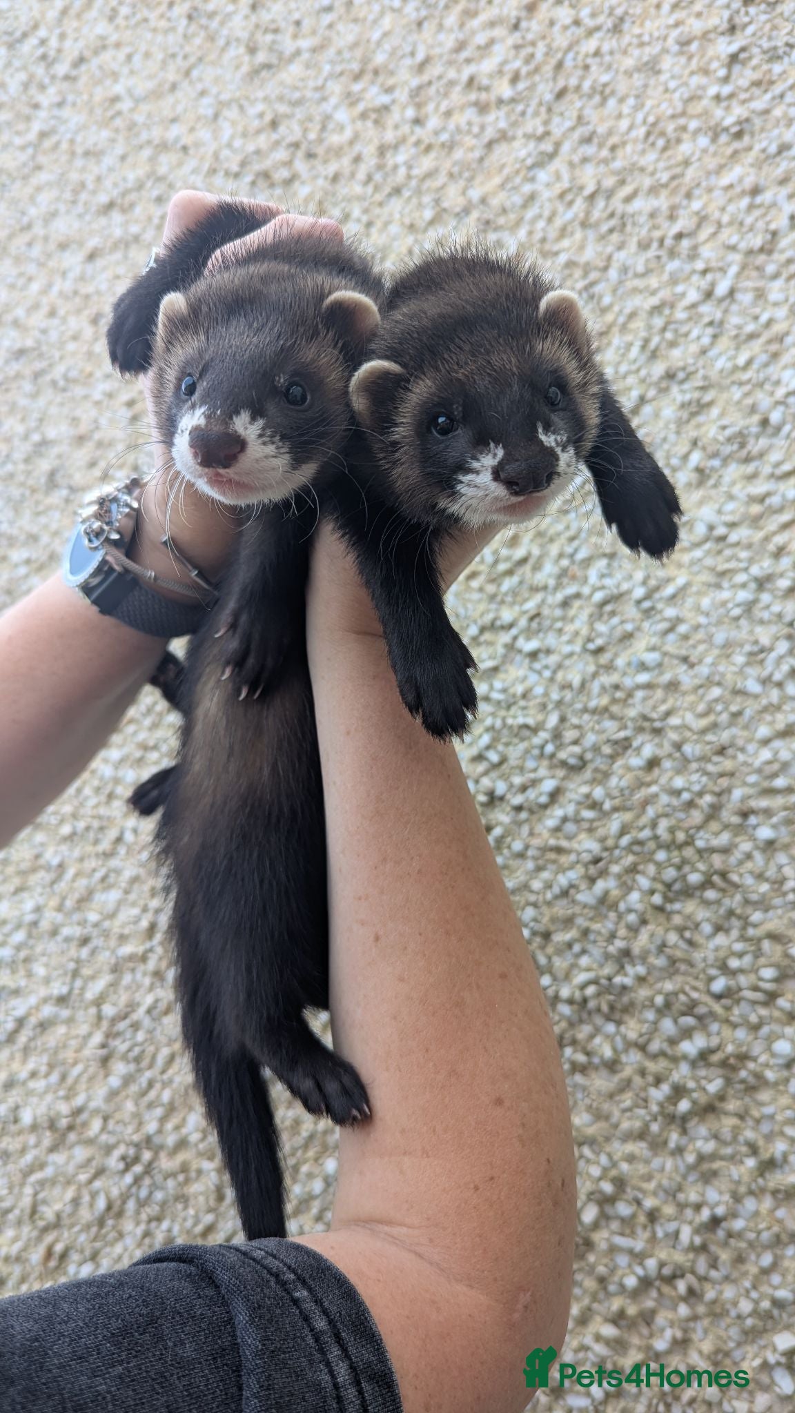 Ferret rodents Ferret hob kits 10 weeks old - Advert 1