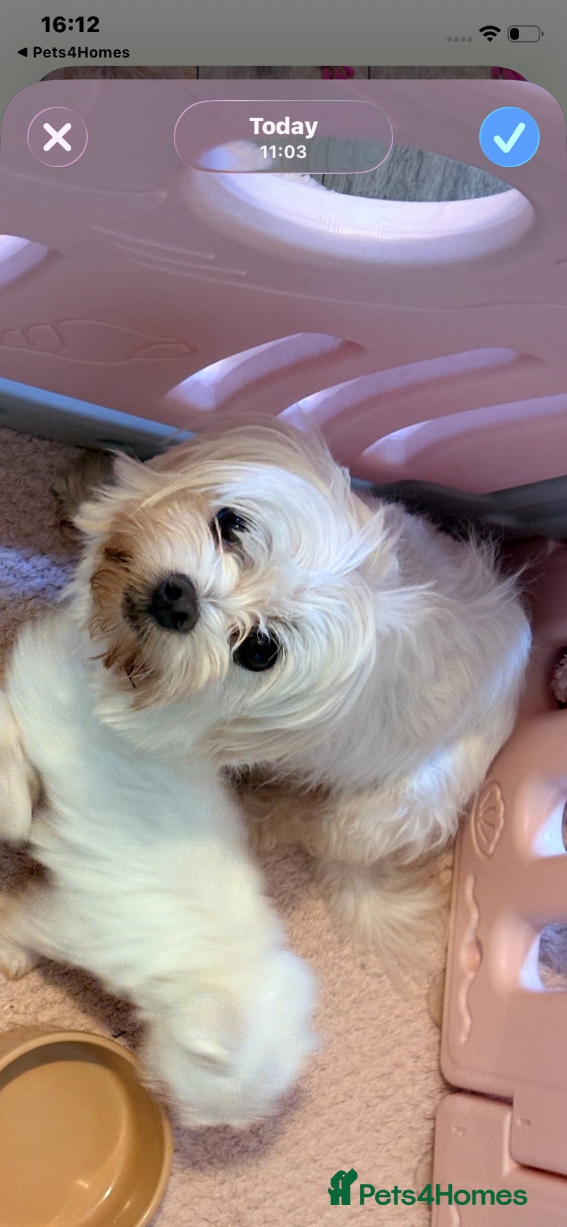 Maltese dogs Beautiful Maltese puppies for sale - Advert 1