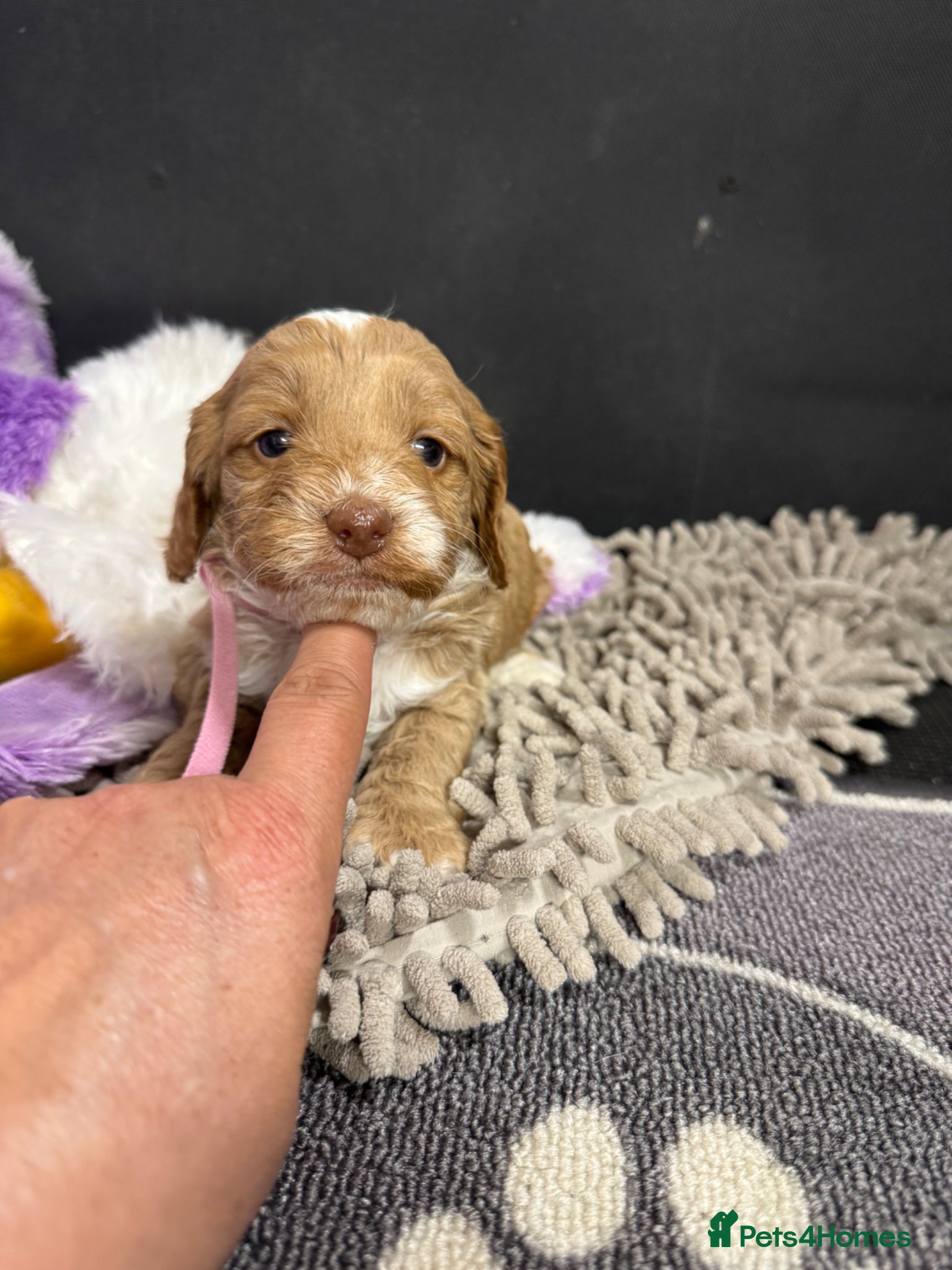 Cockapoo dogs F1 Cockapoos ..5🌟licenced breeder - Advert 2