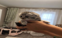 Scottish Fold cats for sale: Silver Tabby Scottish Fold Kittens: Rare&Stunning - Image 11